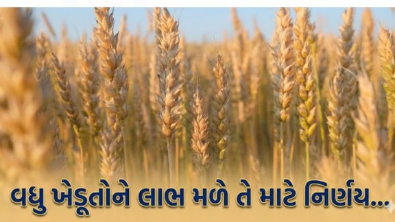 રાજ્યમાં ઘઉંની ટેકાના ભાવે ખરીદી (Wheat Purchase)નો લાભ મહત્તમ ખેડૂતોને મળી રહે તેવા આશય સાથે ખરીદીની સમયમર્યાદા (Deadline)તા. 15.05.2026 થી વધારીને તા. 15.06.2026 સુધી કરવામાં આવી છે