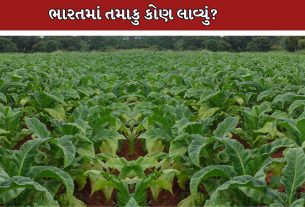 Tobacco