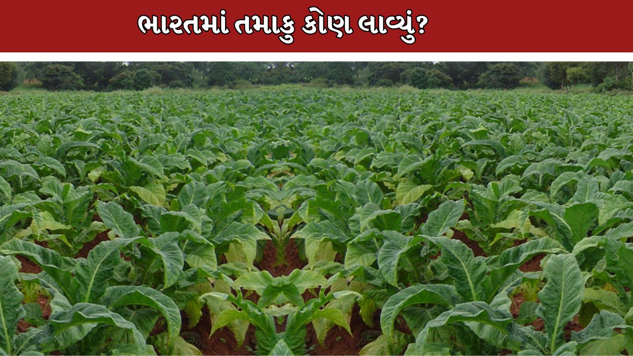 Tobacco
