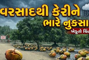 Mango Crop Damage