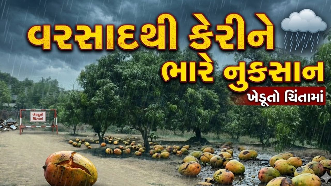 Mango Crop Damage