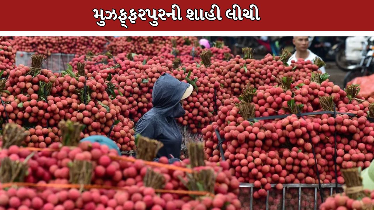 Litchi