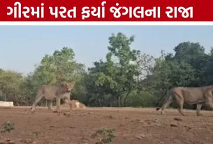 Gir Forest Lions:12 સિંહોના મોત બાદ રાહત, ગીરમાં 11 સિંહોની જંગલમાં વાપસી