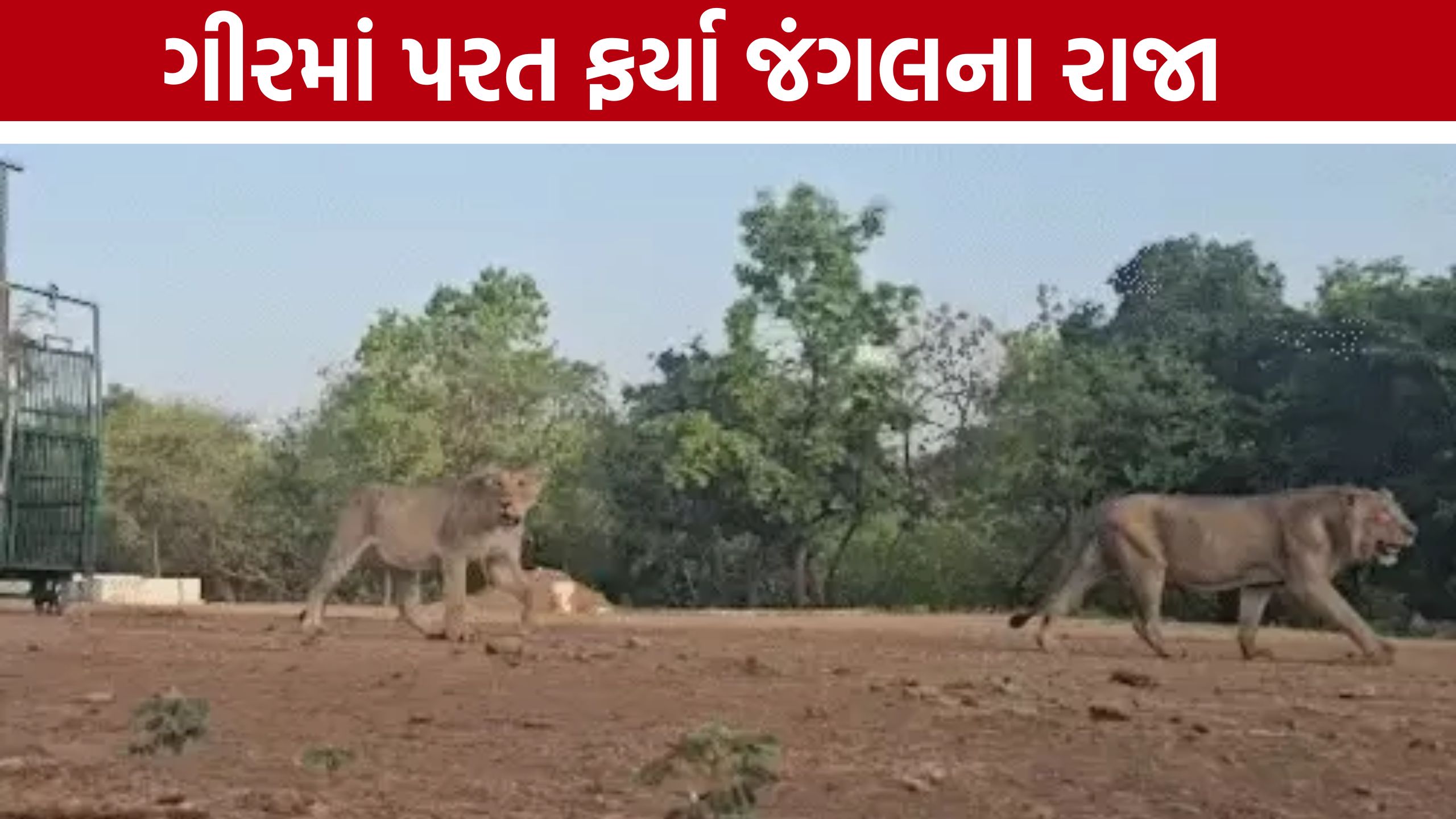 Gir Forest Lions:12 સિંહોના મોત બાદ રાહત, ગીરમાં 11 સિંહોની જંગલમાં વાપસી