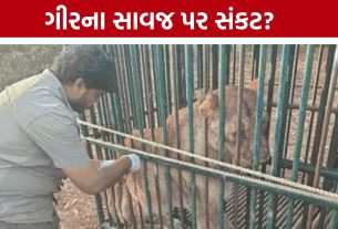 Gir lion death: CDV વાયરસથી સિંહ અને વાઘ પર સંકટ?