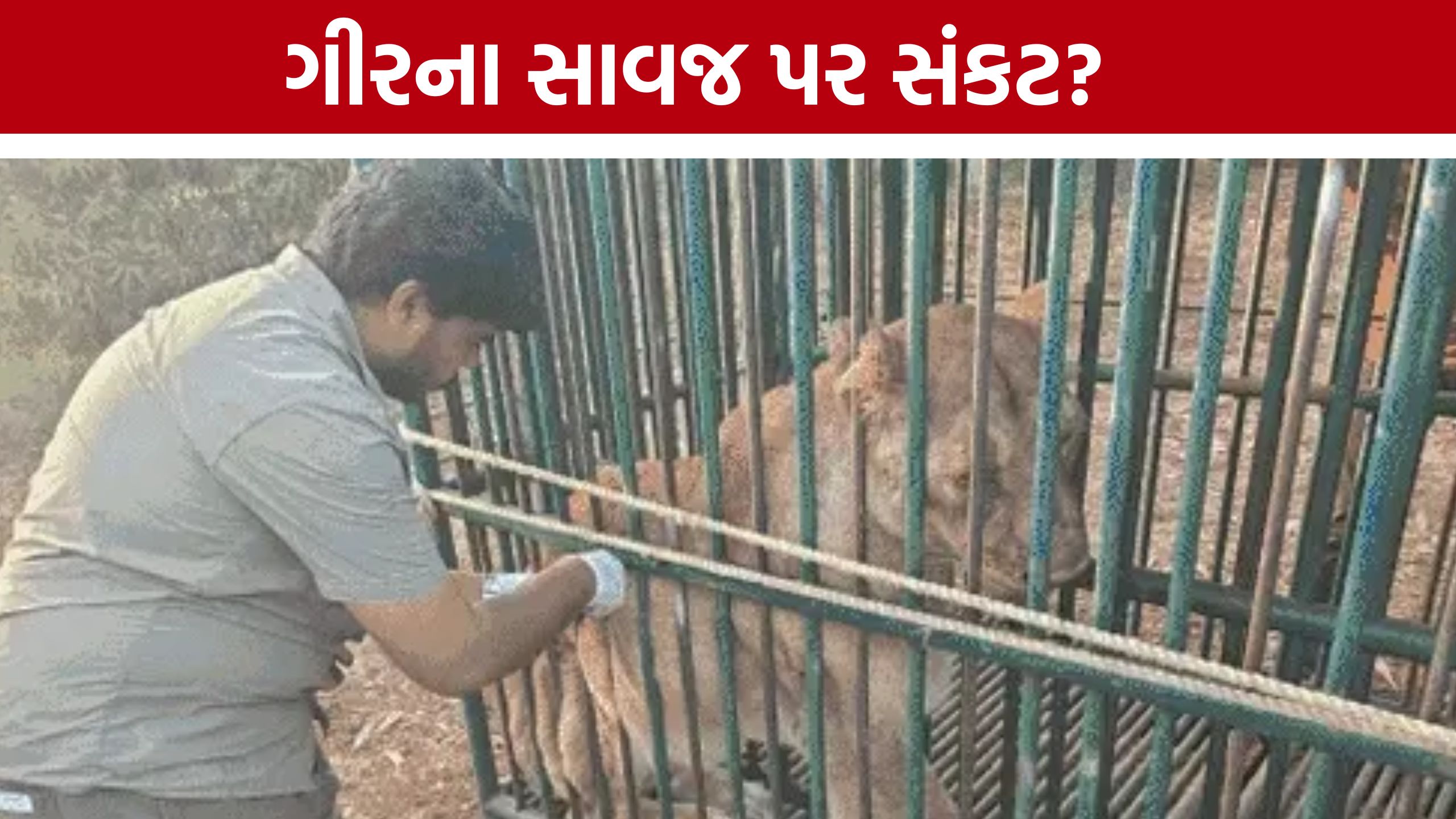 Gir lion death: CDV વાયરસથી સિંહ અને વાઘ પર સંકટ?