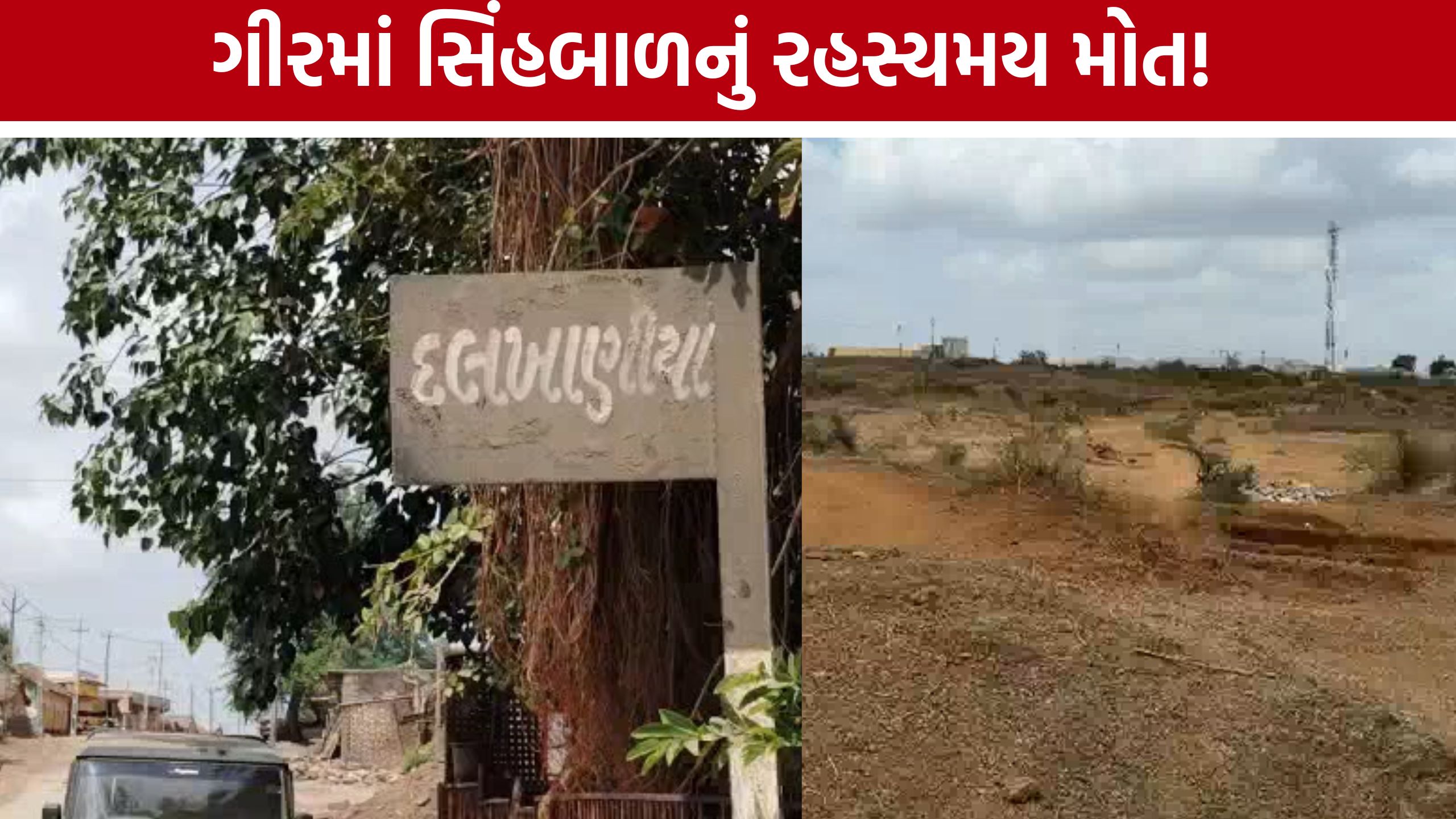 Amreli Lion Cub Death: દલખાણીયા રેન્જમાં સિંહબાળનો મૃતદેહ મળતાં ચકચાર