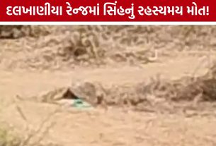 Amreli Lion Death: વધુ એક સિંહનું શંકાસ્પદ મોત,પોસ્ટમોર્ટમ બાદ ખુલશે કારણ