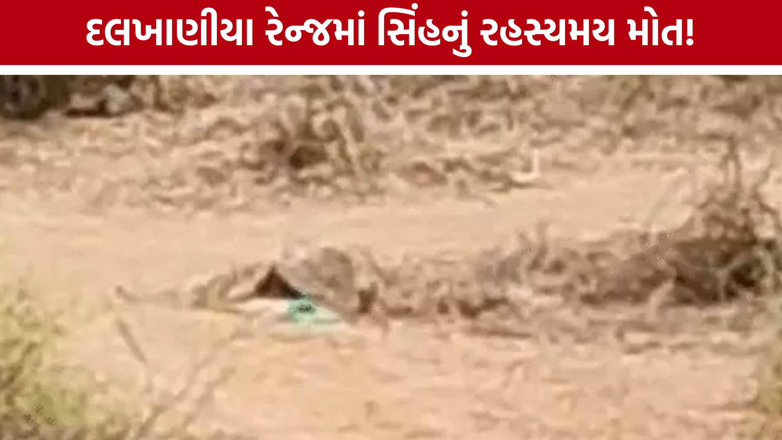 Amreli Lion Death: વધુ એક સિંહનું શંકાસ્પદ મોત,પોસ્ટમોર્ટમ બાદ ખુલશે કારણ