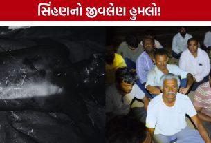 Amreli Lioness Attack: સિંહણે 7 વર્ષીય બાળકને ફાડી ખાધો