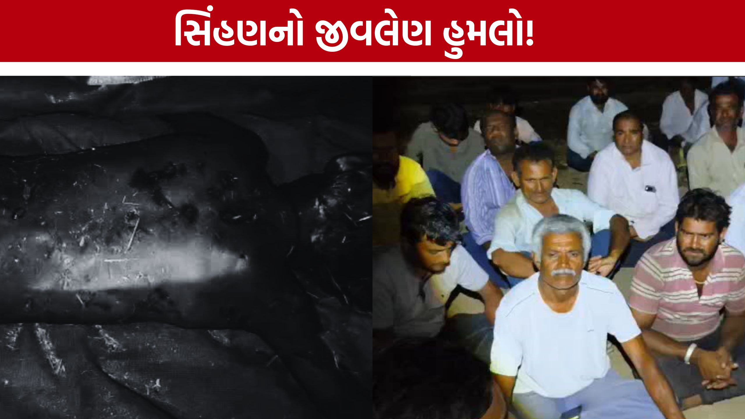 Amreli Lioness Attack: સિંહણે 7 વર્ષીય બાળકને ફાડી ખાધો