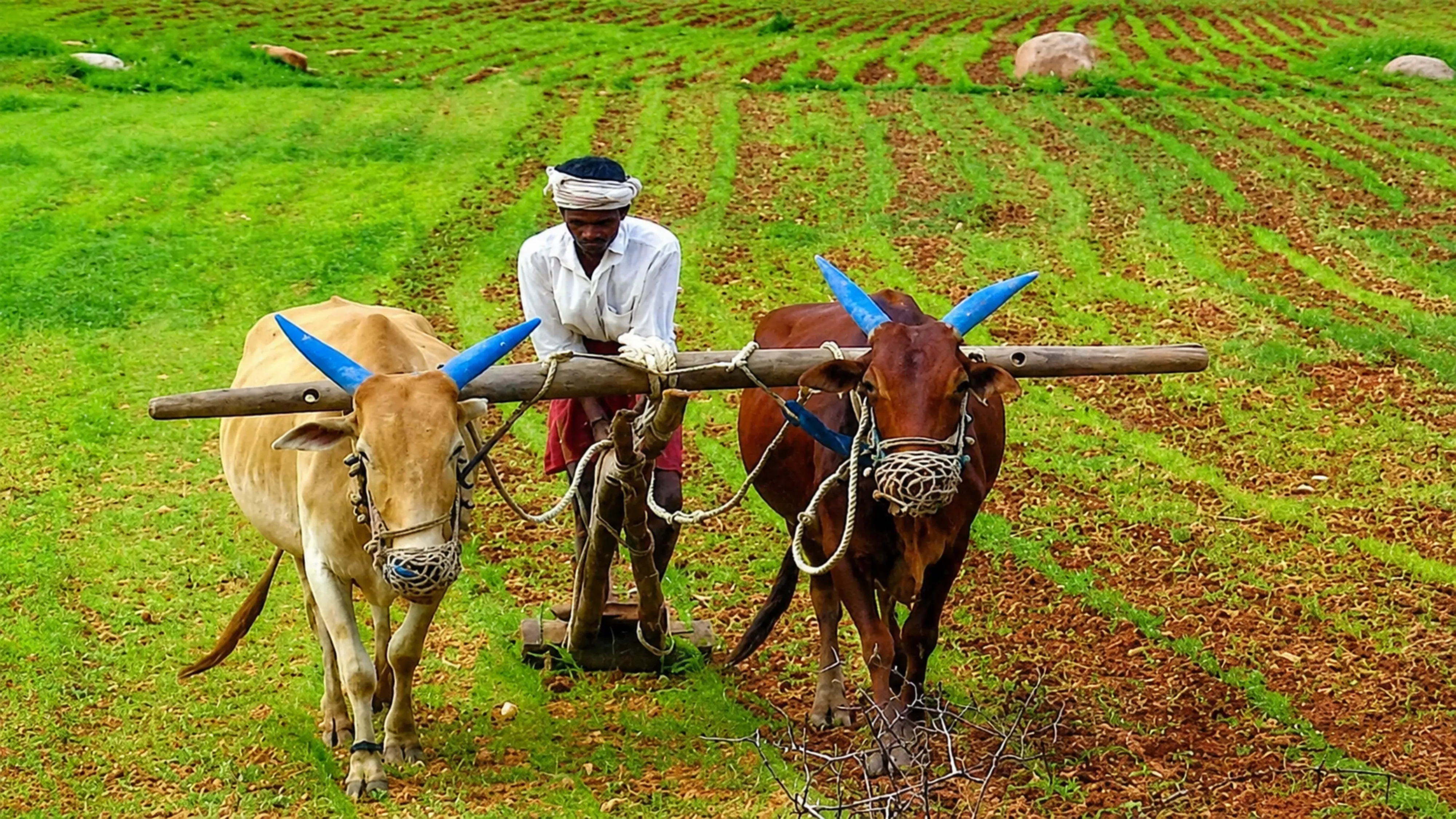 fake-fertilizer-seed-sellers-action-gujarat