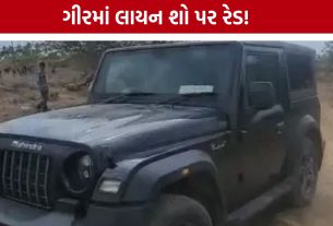 ગીરમાં Illegal Lion Show પર રેડ, ‘મંત્રી’ બોર્ડવાળી થાર કબજે