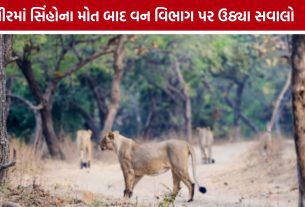 Gir Lion Death બાદ વન વિભાગ પર સવાલો, કારણ હજુ સ્પષ્ટ નહીં