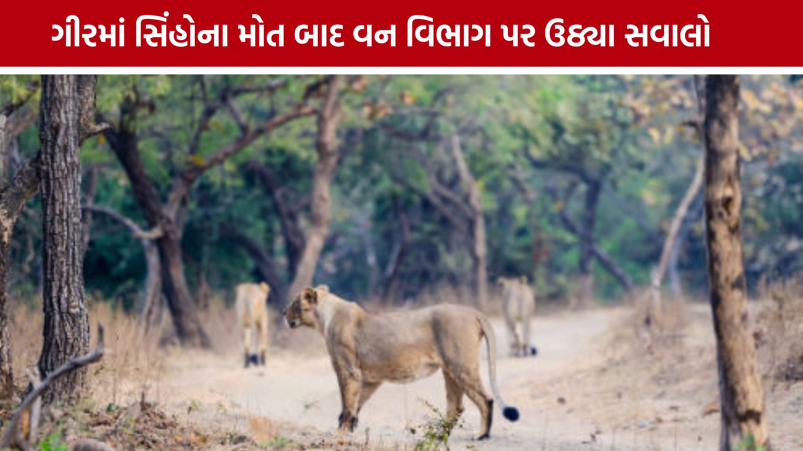 Gir Lion Death બાદ વન વિભાગ પર સવાલો, કારણ હજુ સ્પષ્ટ નહીં