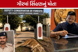 Gir Lioness Death:સિંહણના મોતથી વનતંત્ર ઘેરાયું, પેટ્રોલિંગમાં બેદરકારીના આરોપ