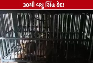 Gir Lionsને કેદ કરવાની કાર્યવાહી સામે નિષ્ણાતોની ચિંતા
