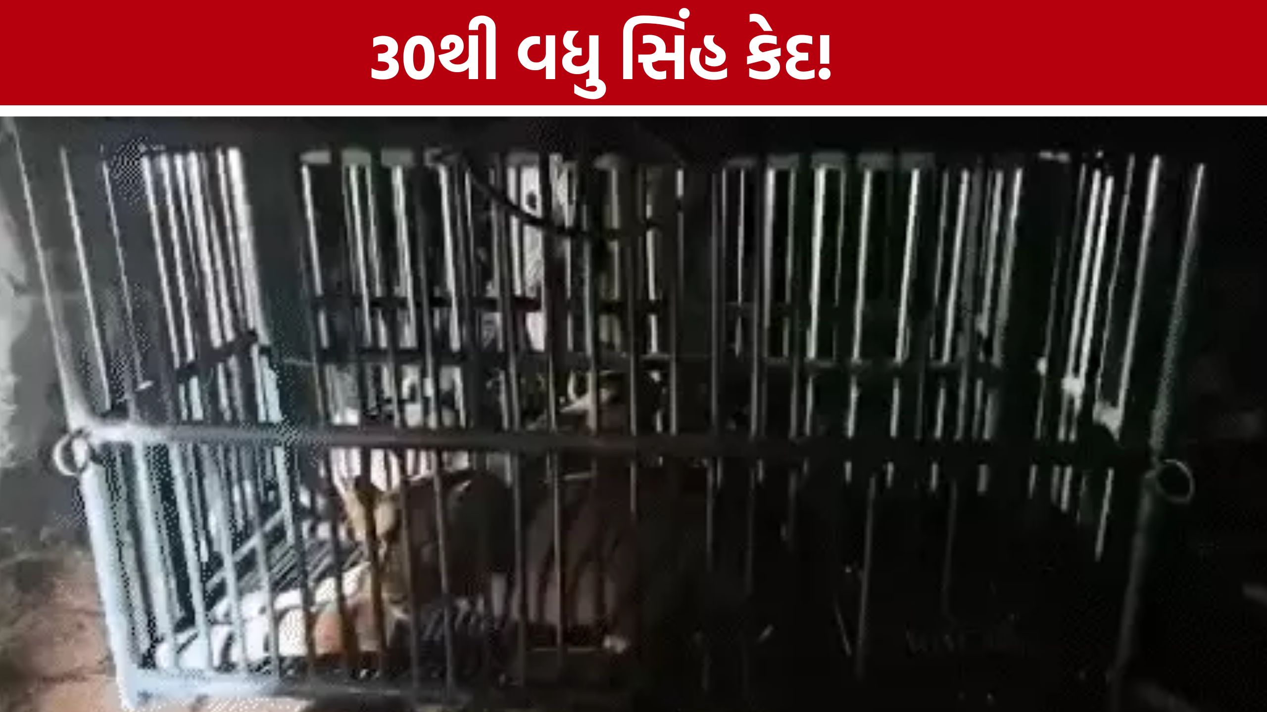 Gir Lionsને કેદ કરવાની કાર્યવાહી સામે નિષ્ણાતોની ચિંતા