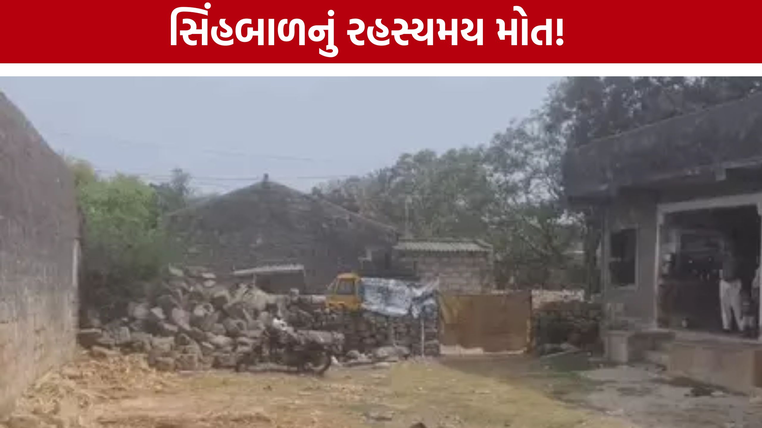Girnar Lion Cub Death:રહેણાક વિસ્તારમાંથી સિંહબાળ મૃત હાલતમાં મળ્યો