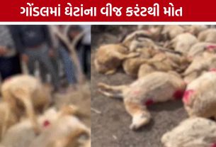 Gondal Sheep Death: ગોંડલમાં તંત્રની બેદરકારીનો આક્ષેપ: વીજ કરંટથી 35થી વધુ ઘેટાના મોત