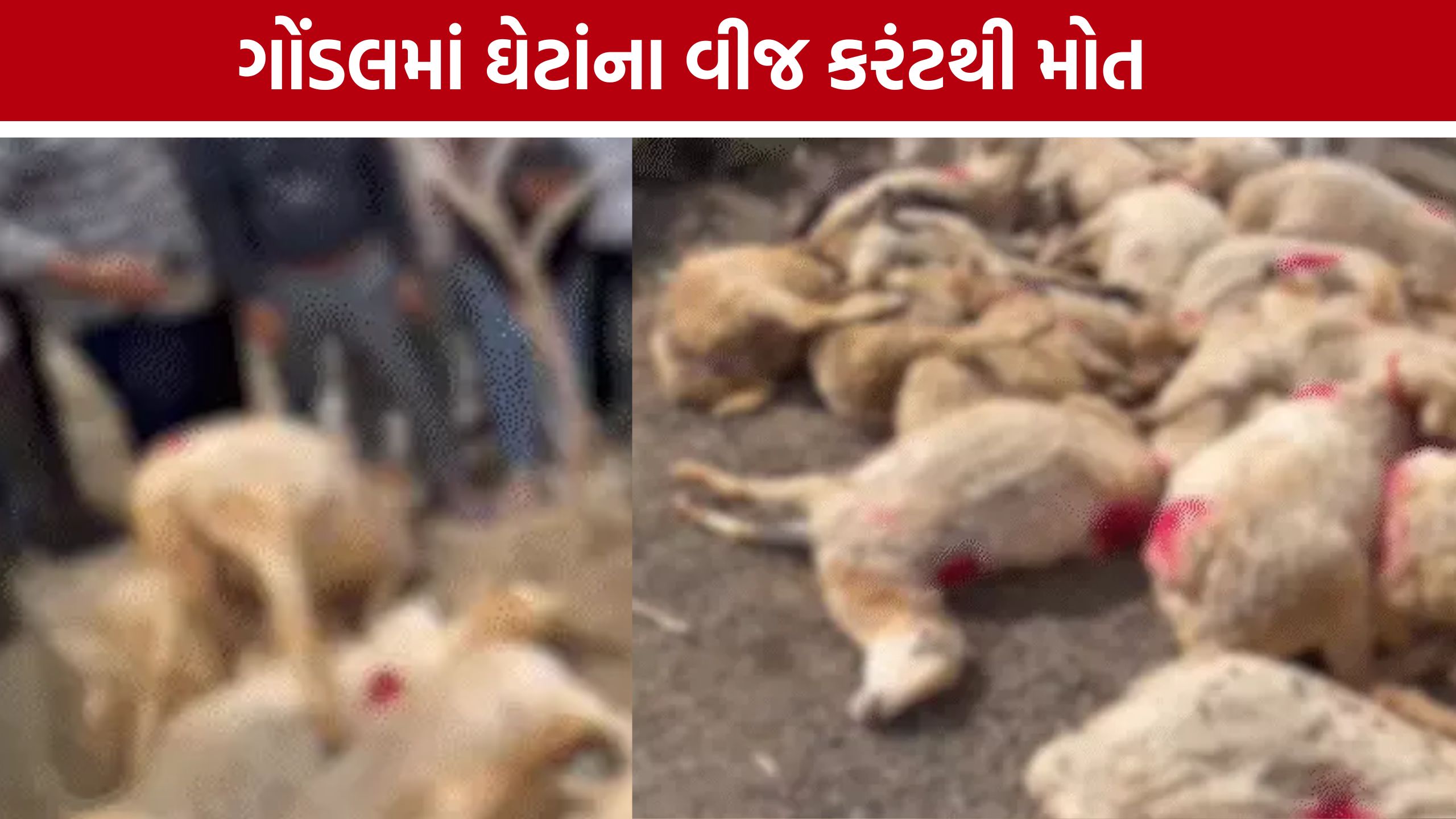 Gondal Sheep Death: ગોંડલમાં તંત્રની બેદરકારીનો આક્ષેપ: વીજ કરંટથી 35થી વધુ ઘેટાના મોત