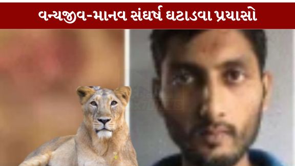 ગુજરાતમાં તાજેતરમાં બનેલી સિંહ હુમલા (Lion Attack)ની ઘટનાએ ચિંતા ઉભી કરી છે