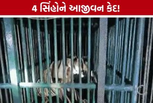 Rajula Lion Attack બાદ 4 સિંહોને આજીવન કેદ, સક્કરબાગ ઝૂમાં કરાશે રાખણી