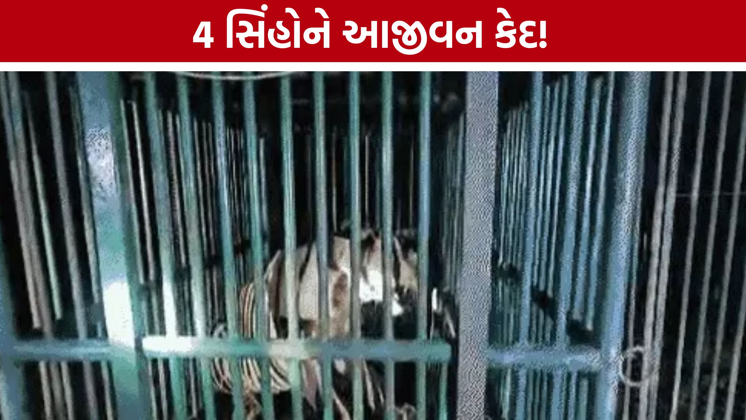 Rajula Lion Attack બાદ 4 સિંહોને આજીવન કેદ, સક્કરબાગ ઝૂમાં કરાશે રાખણી