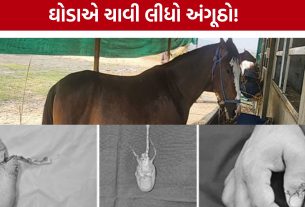 Horse Bite Incident: ઘોડાને ગાજર ખવડાવવું પડ્યું ભારે, અંગૂઠો બચાવવા સર્જરી