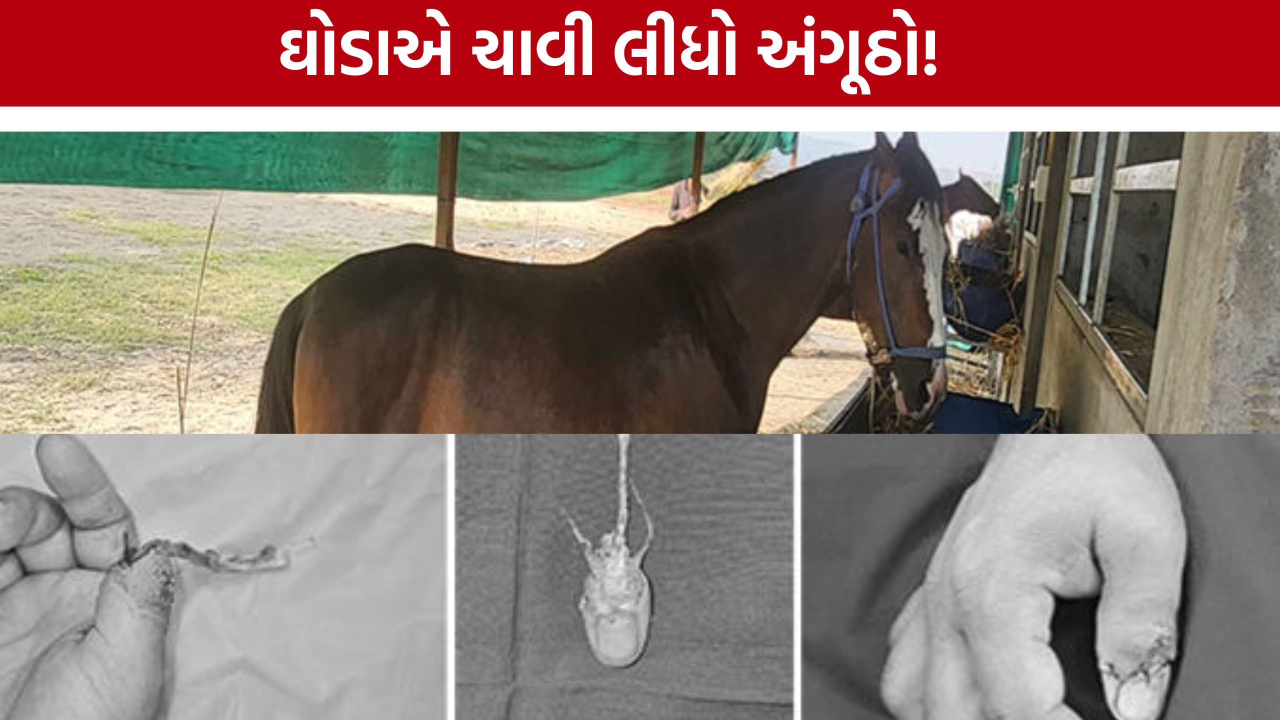 Horse Bite Incident: ઘોડાને ગાજર ખવડાવવું પડ્યું ભારે, અંગૂઠો બચાવવા સર્જરી