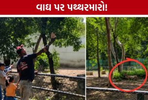 Surat Sarthana Nature Park:વાઘ બન્યો નિશાન, યુવકની હરકતથી લોકોમાં રોષ