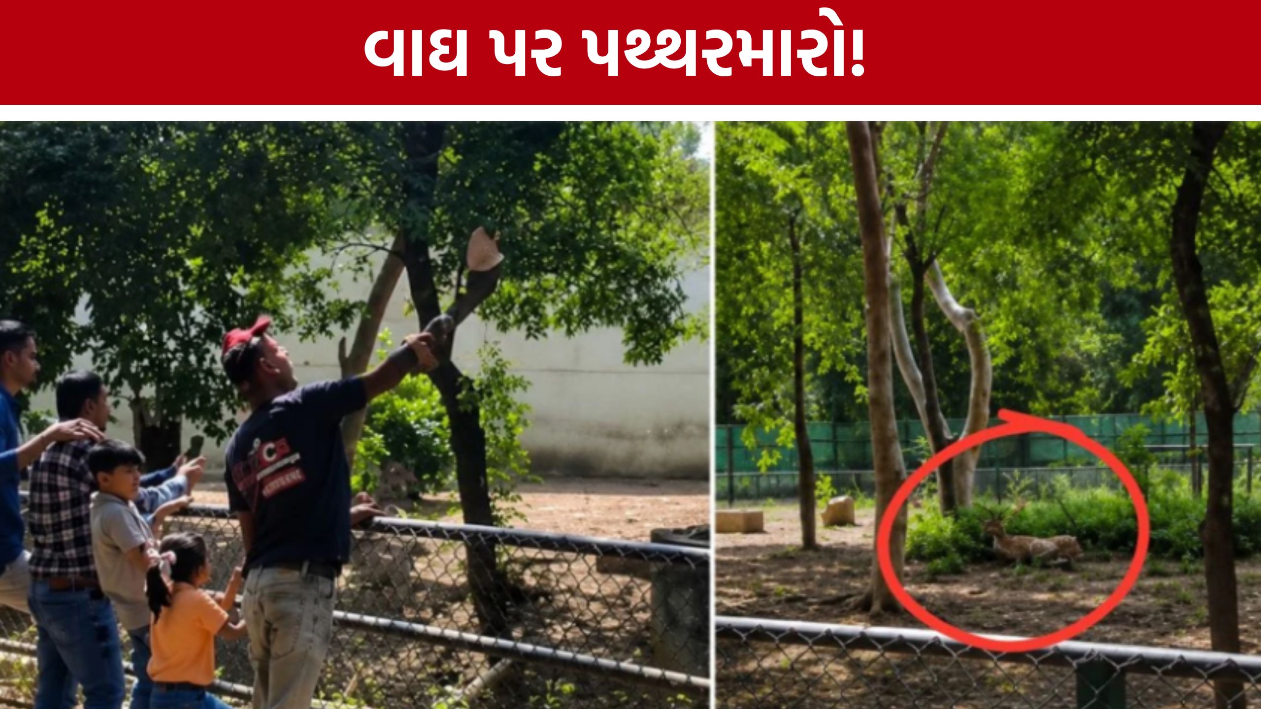 Surat Sarthana Nature Park:વાઘ બન્યો નિશાન, યુવકની હરકતથી લોકોમાં રોષ