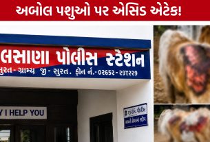 Animal Cruelty Case:પલસાણામાં ગાય-આખલાઓ પર એસિડ ફેંકાયું