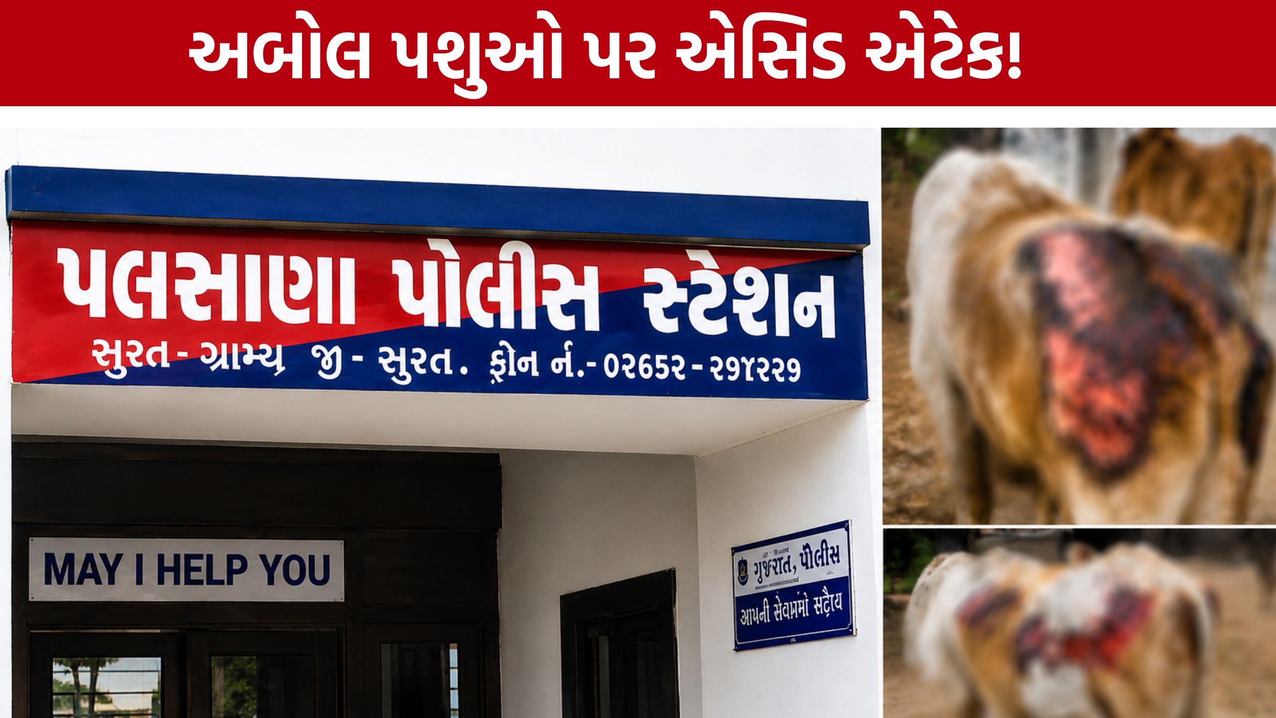 Animal Cruelty Case:પલસાણામાં ગાય-આખલાઓ પર એસિડ ફેંકાયું