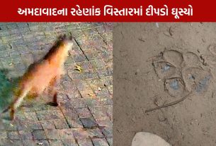 Leopard Spotted In Ahmedabad: