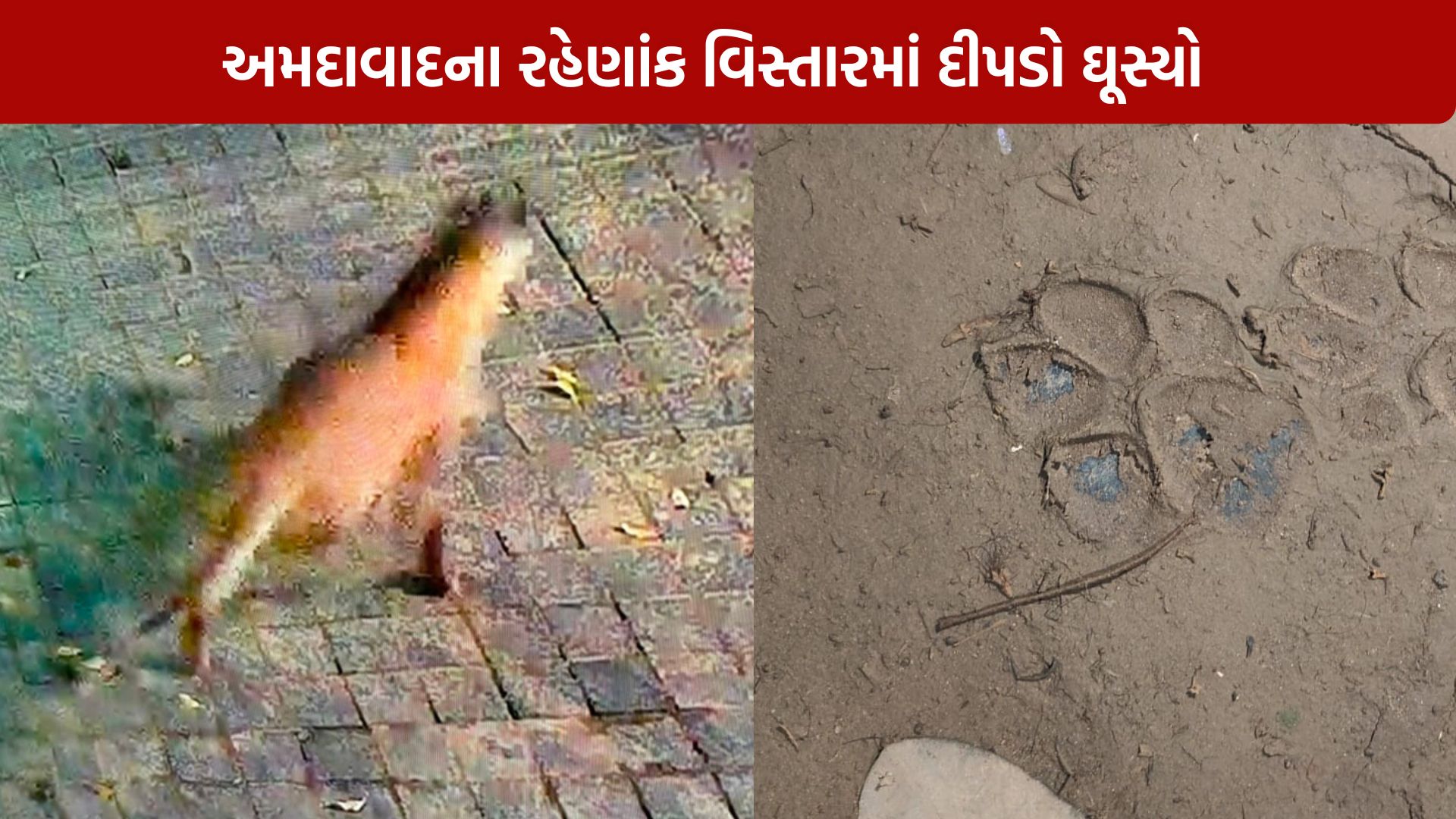 Leopard Spotted In Ahmedabad:
