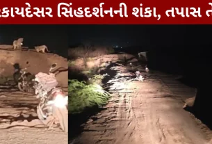 Amreli Lion Attack