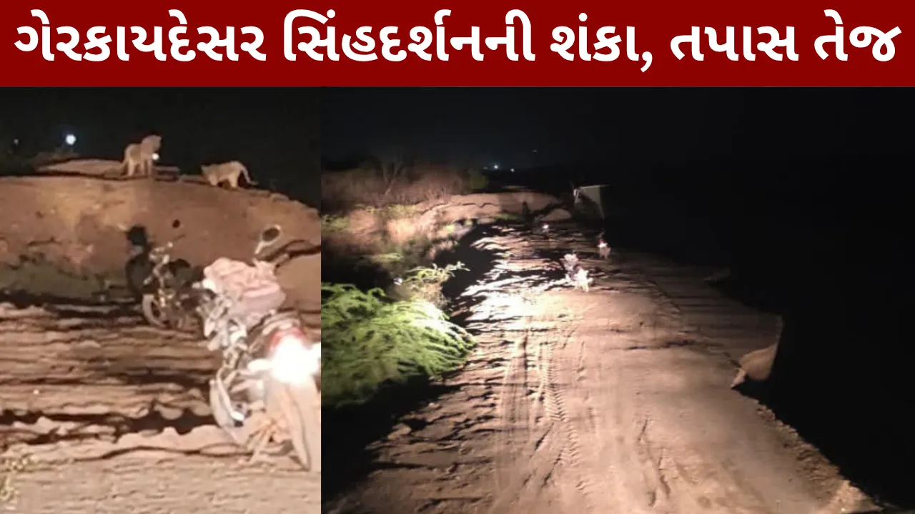 Amreli Lion Attack