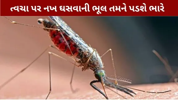 Mosquito