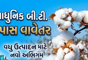 વર્ષ 2026-27 દરમિયાન અમદાવાદ જિલ્લામાં કપાસ ક્રાંતિ યોજના (Cotton Kranti Yojana) હેઠળ કુલ 2,285 હેક્ટર વિસ્તારનો ભૌતિક લક્ષ્યાંક નક્કી કરવામાં આવ્યો છે