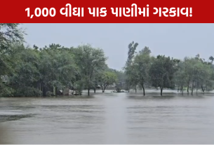 Farmer Loss: 200 ખેડૂતોને મોટું નુકસાન