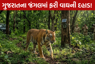 Gujarat Tiger: જંગલમાં ફરી વાઘની દહાડ