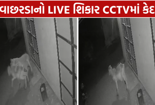 Dhari Lion Attack: વાછરડાનો શિકાર કર્યો