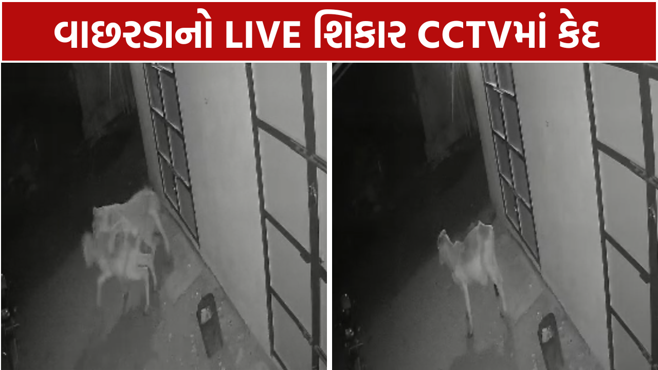 Dhari Lion Attack: વાછરડાનો શિકાર કર્યો