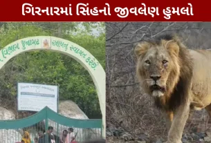 Lion attacks