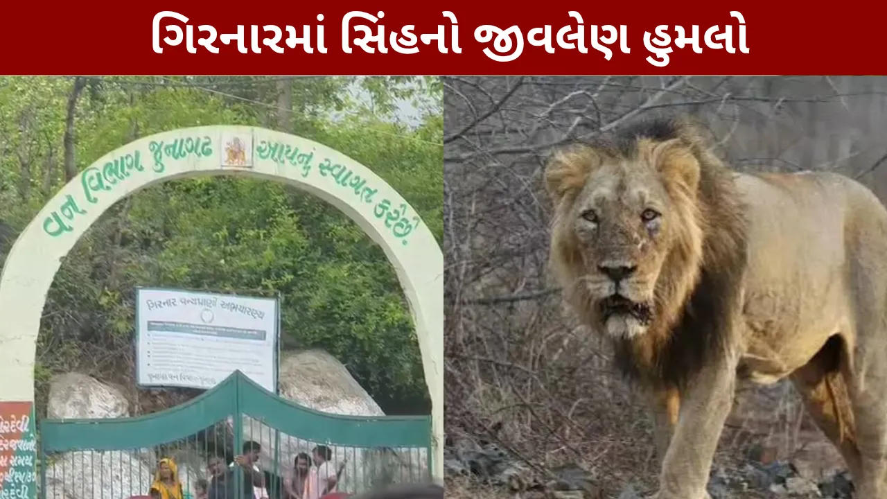 Lion attacks