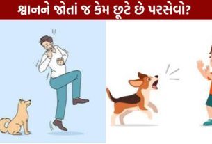 Why do you break into a sweat the moment you see a dog Find out the real reason.