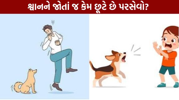 Why do you break into a sweat the moment you see a dog Find out the real reason.