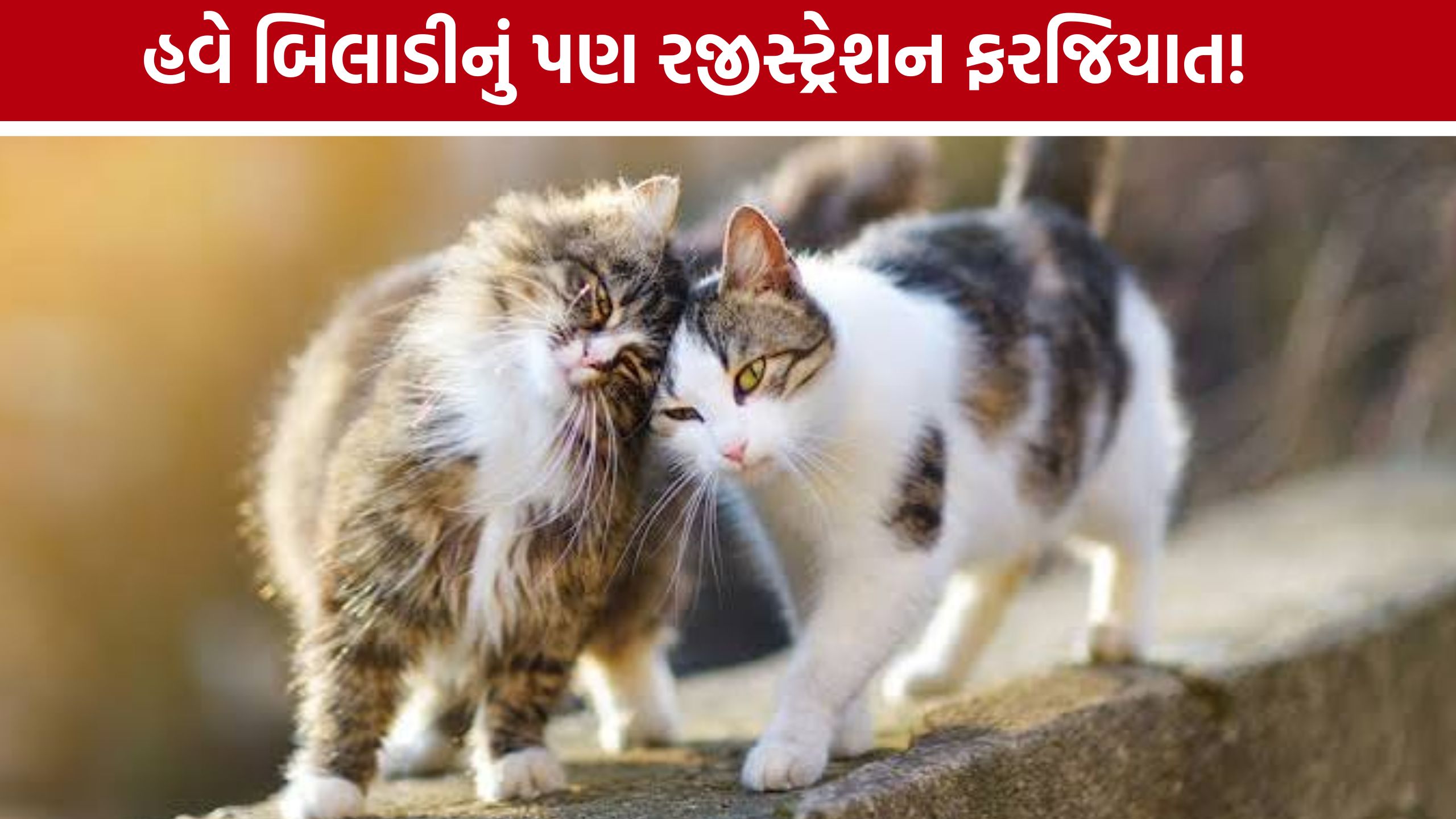 Ahmedabad Pet Cat Registration, માટે માત્ર ₹200માં ઓનલાઈન નોંધણી