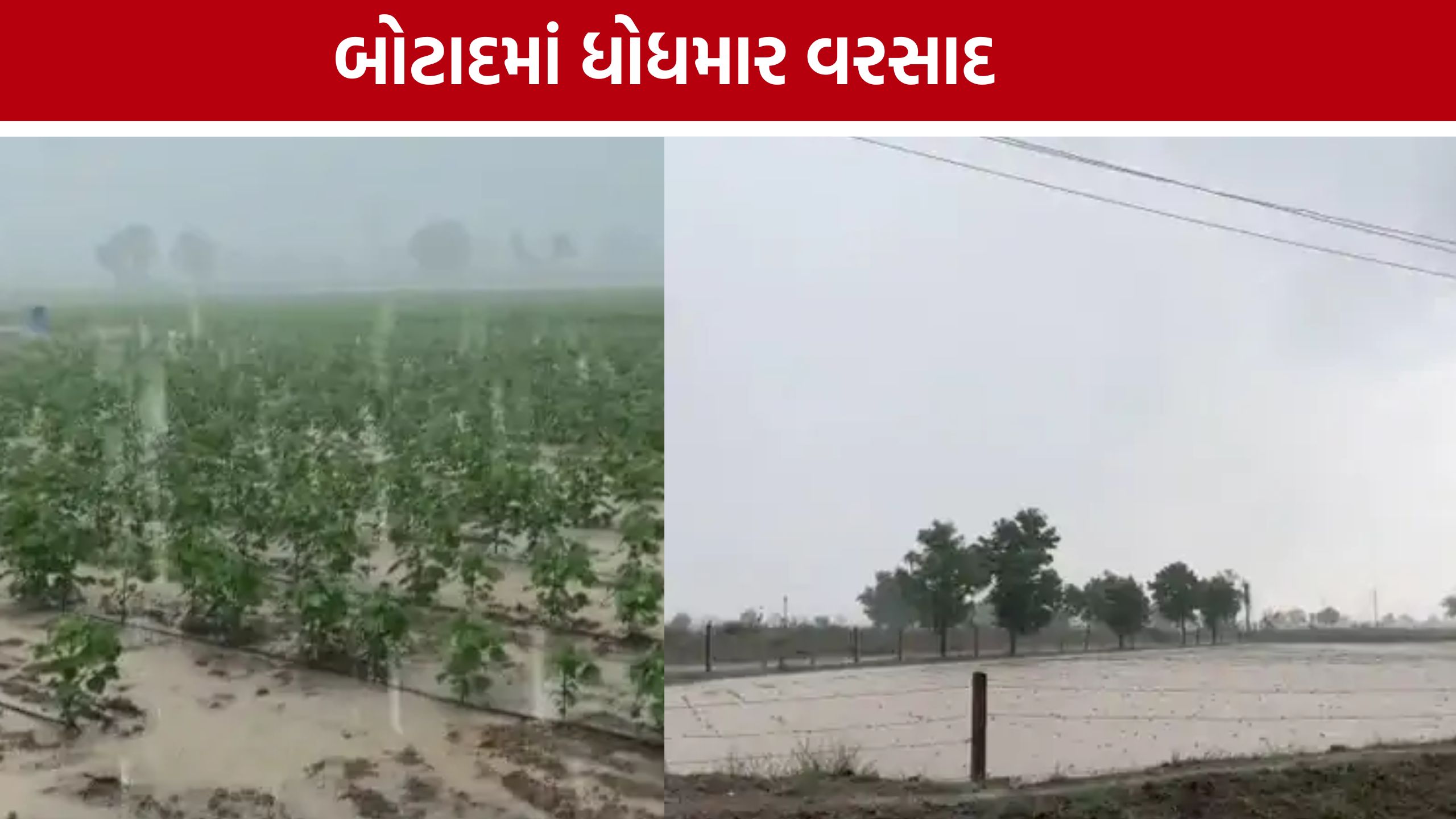 Botad Rain નાગનેશમાં મેઘરાજાની ધમાકેદાર એન્ટ્રી, ખેતરોમાં પાણી વહેતા થયા